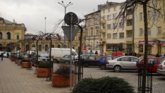 Nasadzenia drzew alejowych - Ulmus Glabra Camperdowni wykonanych w pasie drogowym Placu Legionów w Przemyślu